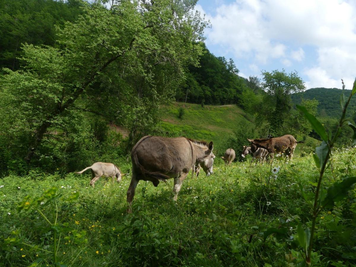 Source Nature Mas-d'Azil Dış mekan fotoğraf